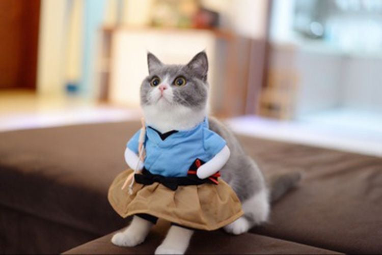 Fairy Tail Feline Costume