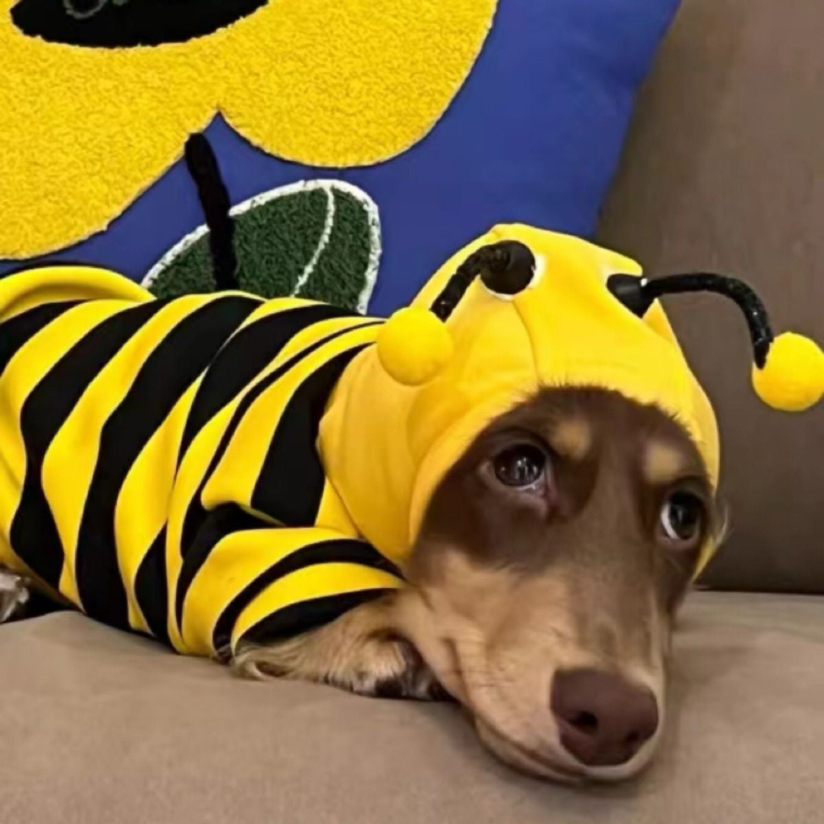 Hooded Bee Costume