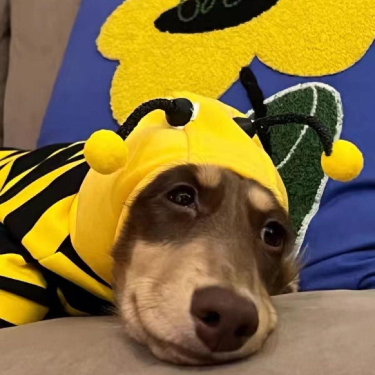 Hooded Bee Costume