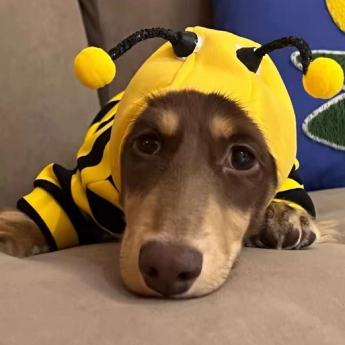 Hooded Bee Costume