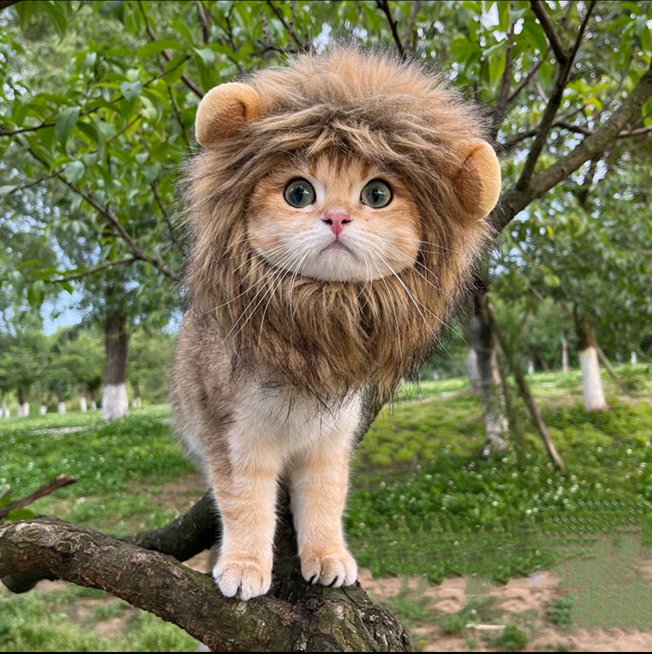 Cat Lion Headgears Decorative Accessories