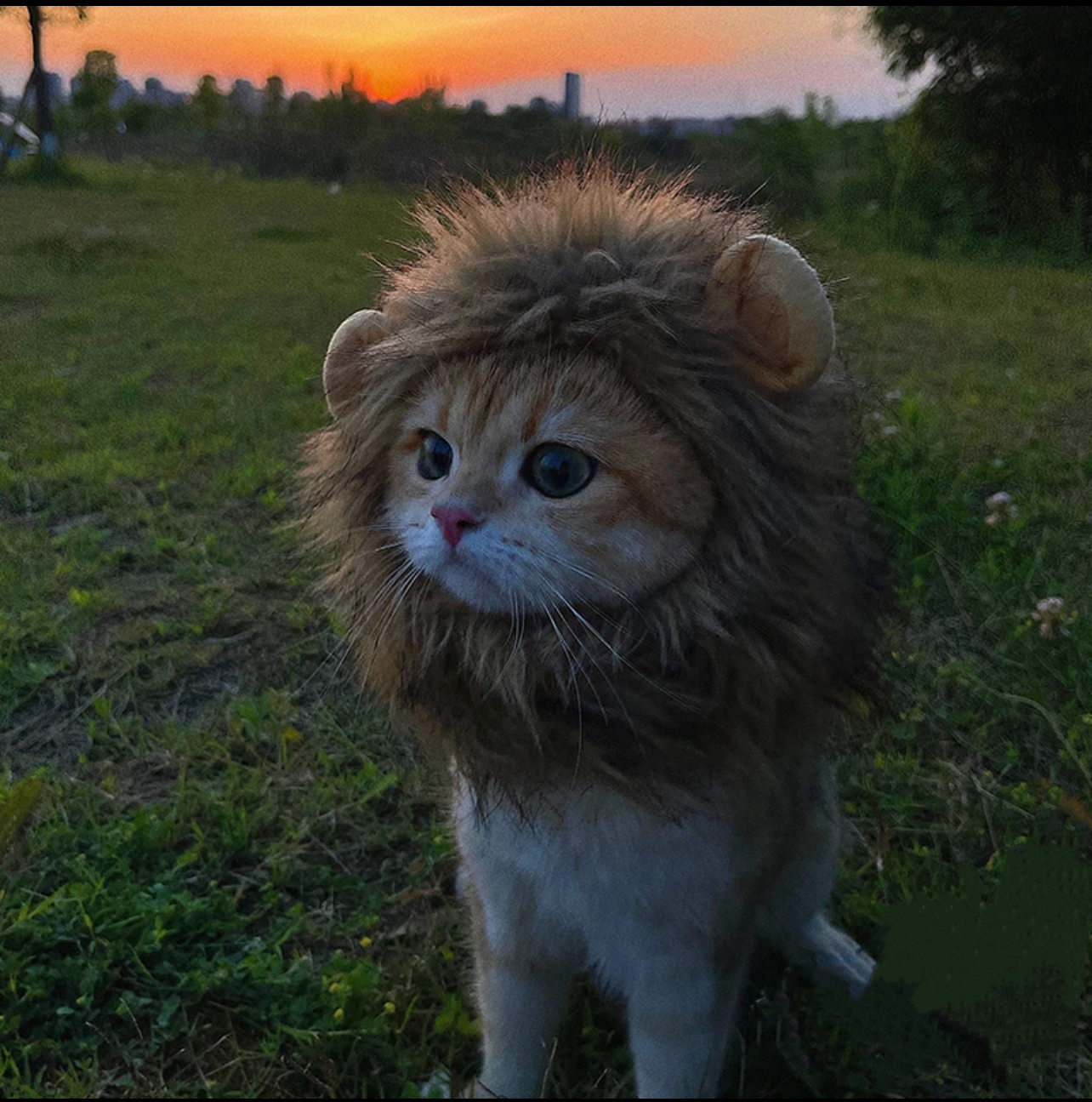 Cat Lion Headgears Decorative Accessories