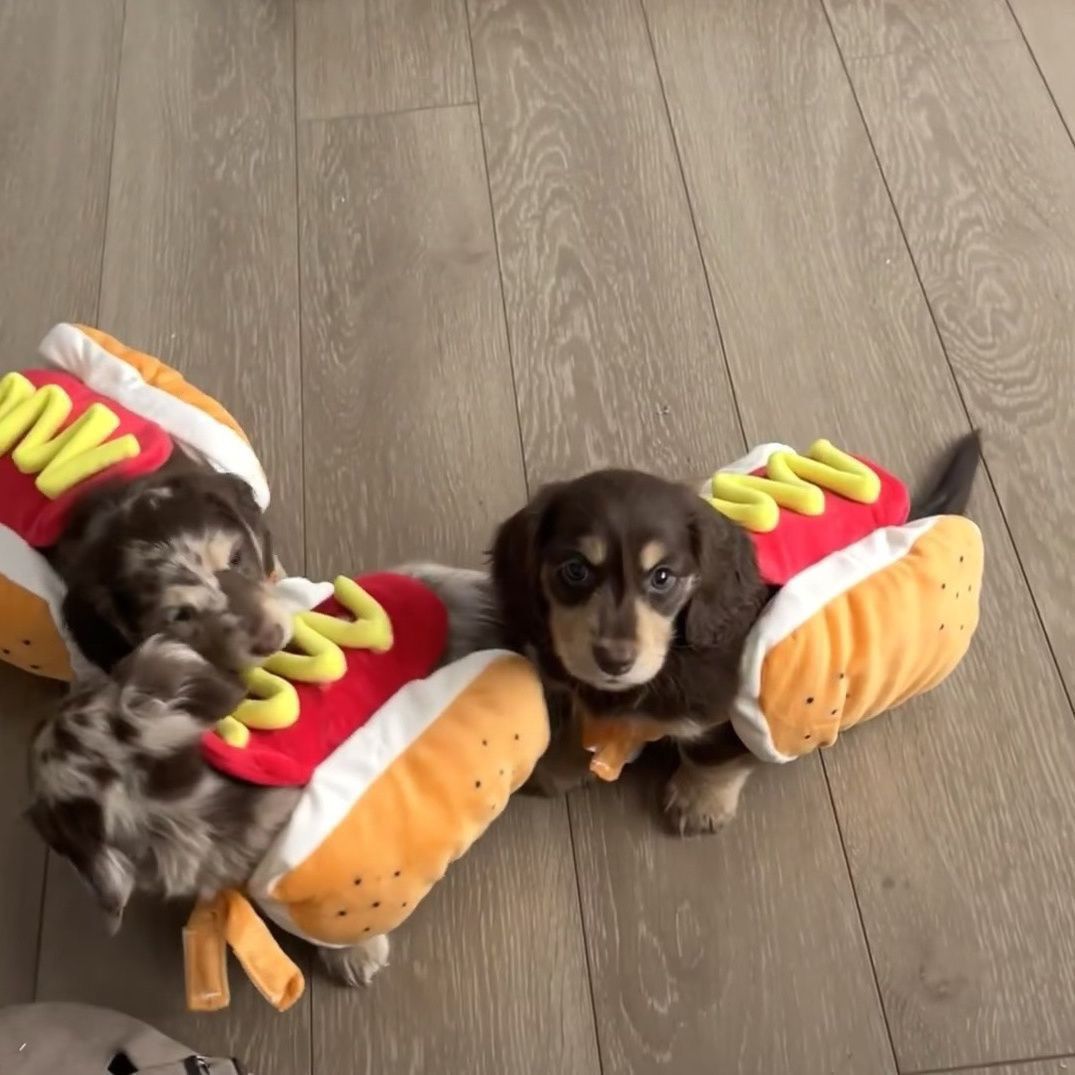 Halloween Pet Costume-Hot Dog