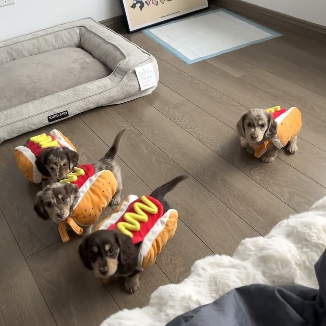 Halloween Pet Costume-Hot Dog