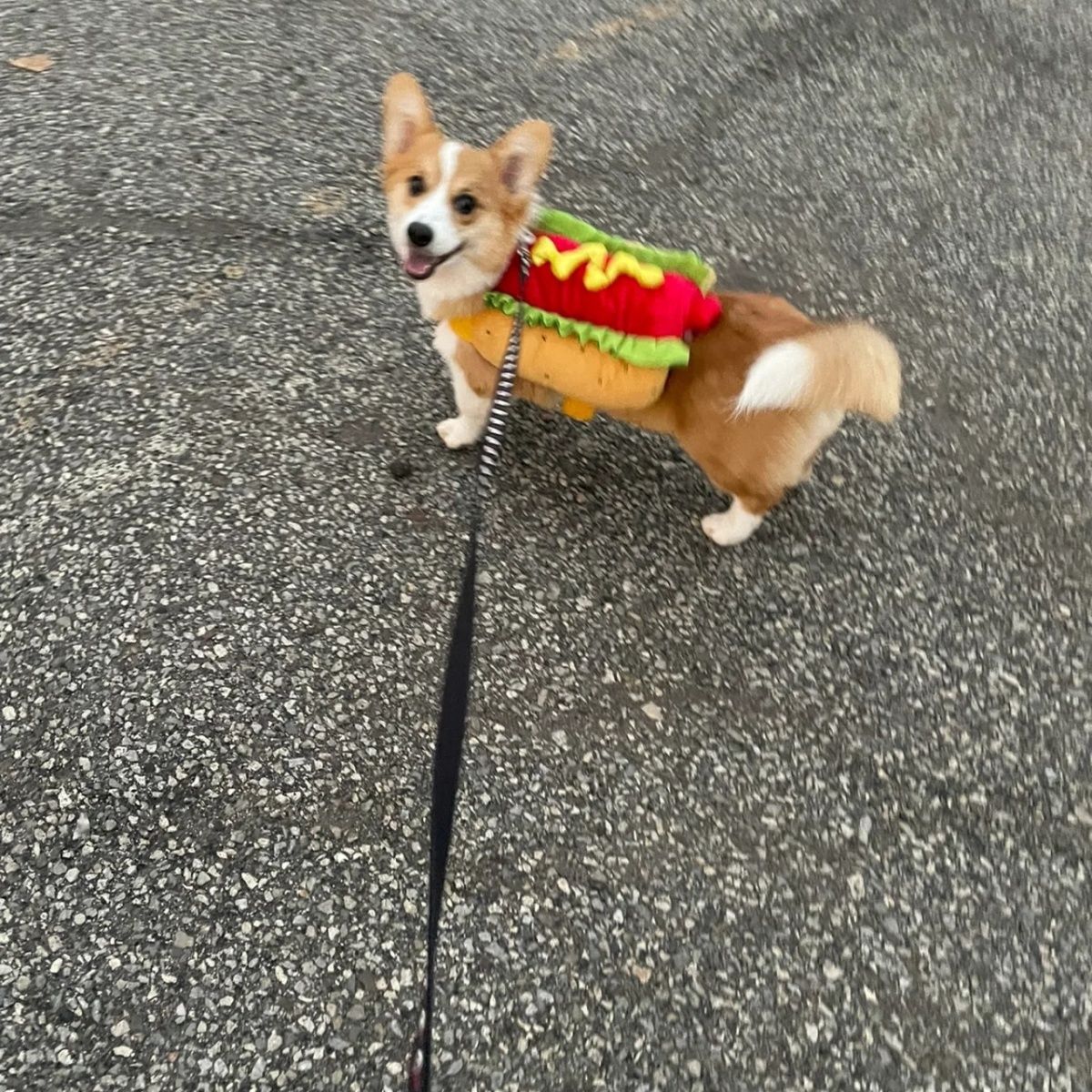 Halloween Pet Costume-Hot Dog