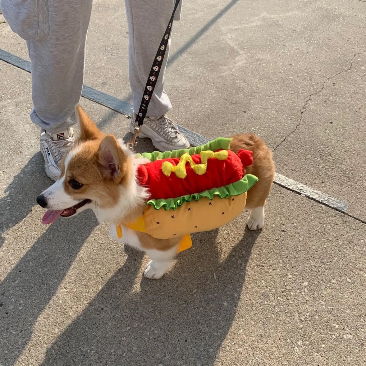 Halloween Pet Costume-Hot Dog