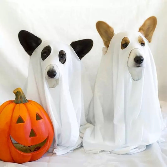 Boo-tiful Ghost Dog Duo Costume